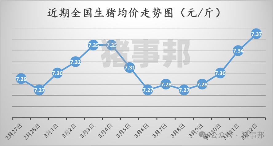 3月12日猪价汇总（连涨4天，市场情绪分化！）